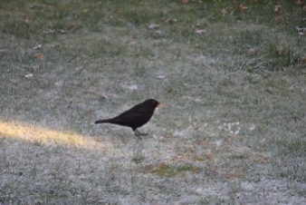 Merel mannetje - Blackbird male 2